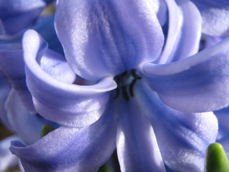 Close-up of a purple hyacinth