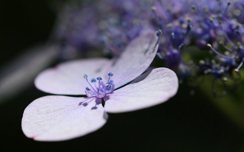 Close-up of a purple hydrangea flower