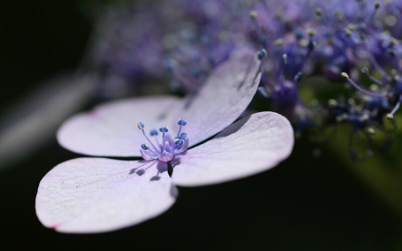 Close-up of a purple hydrangea flower