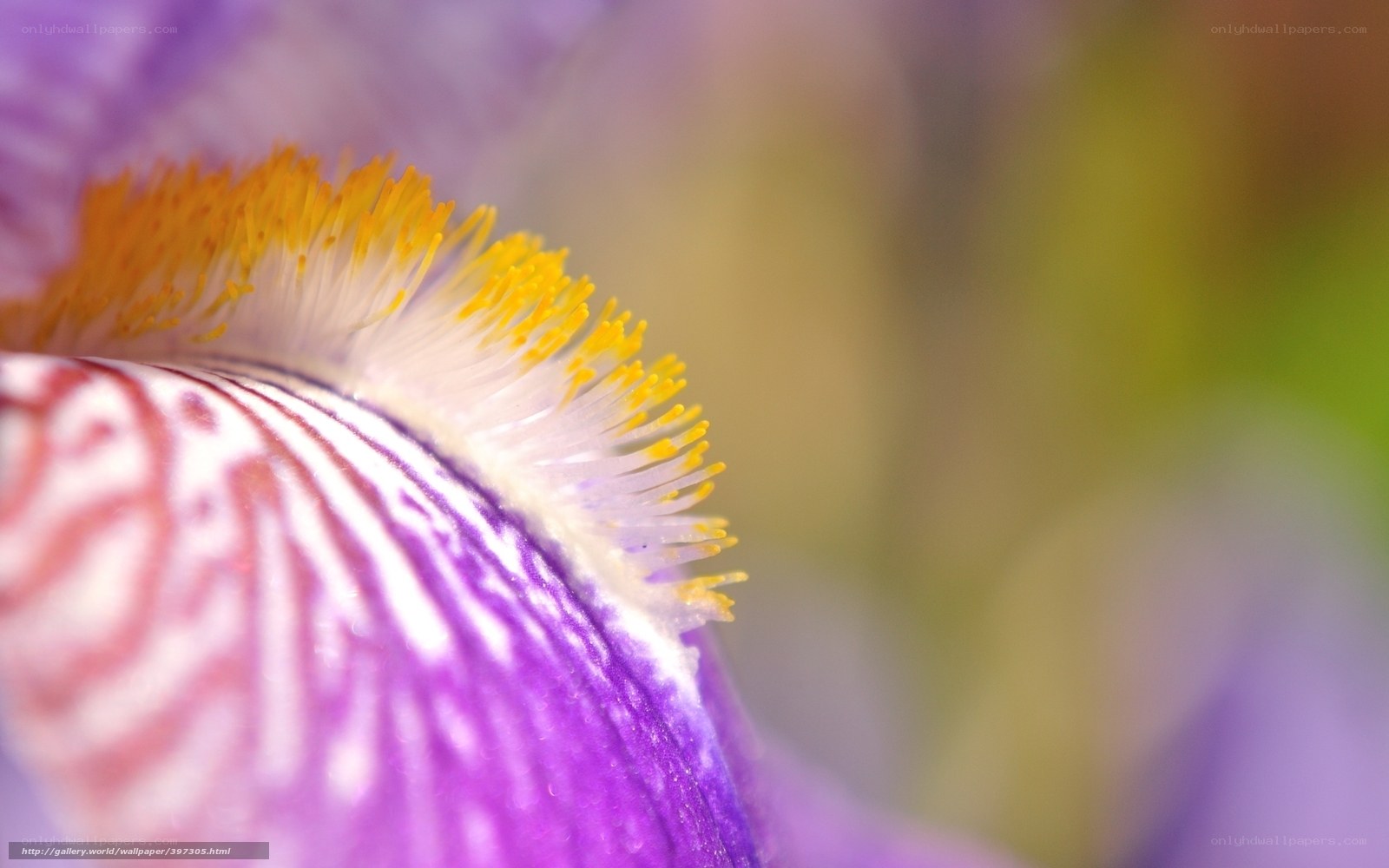 Close-up of a purple iris