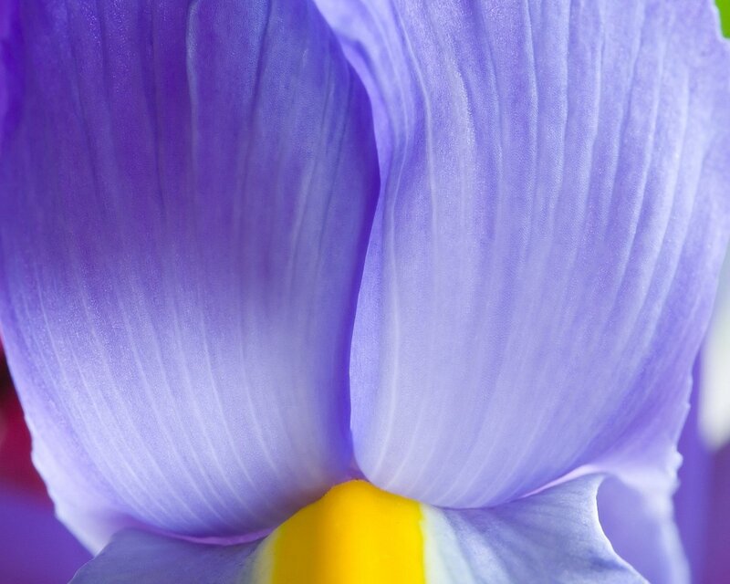Close-up of a purple iris