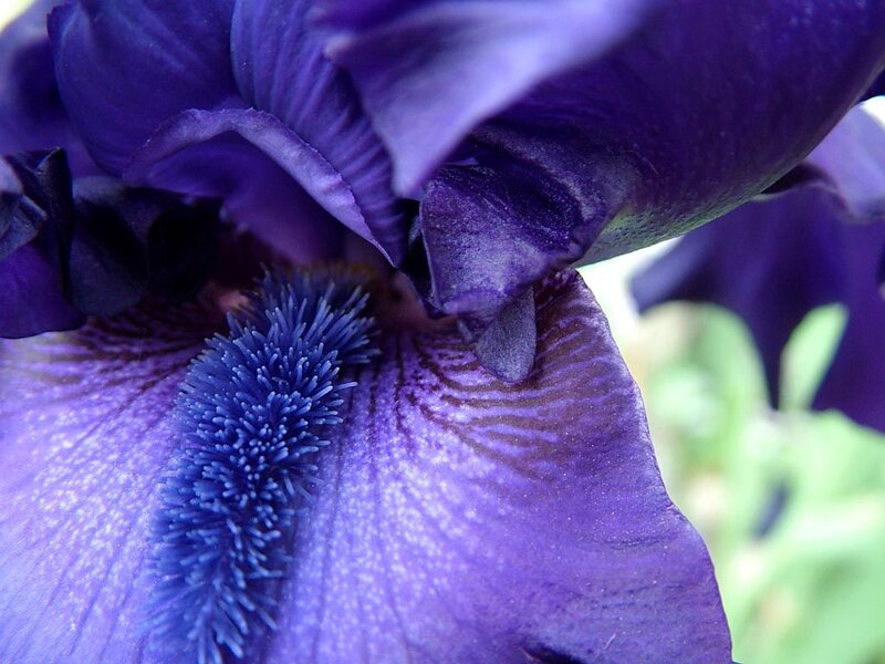 Close-up of a purple iris flower