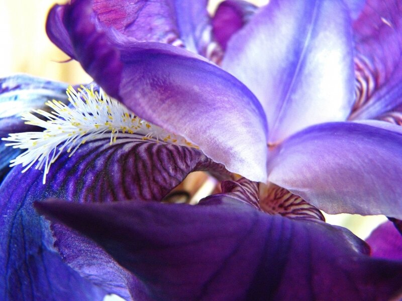 Close-up of a purple iris flower