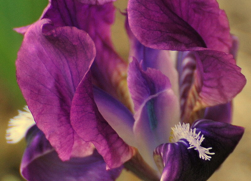 Close-up of a purple iris flower