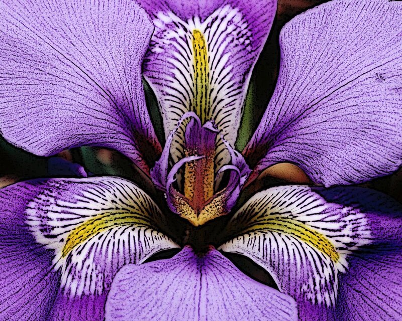 Close-up of a purple iris flower