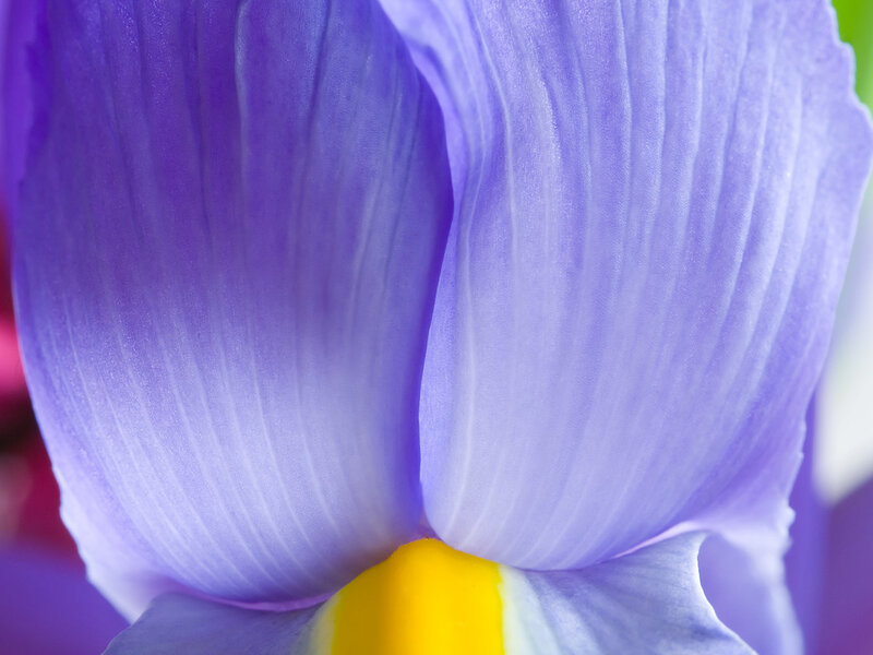 Close-up of a purple iris flower