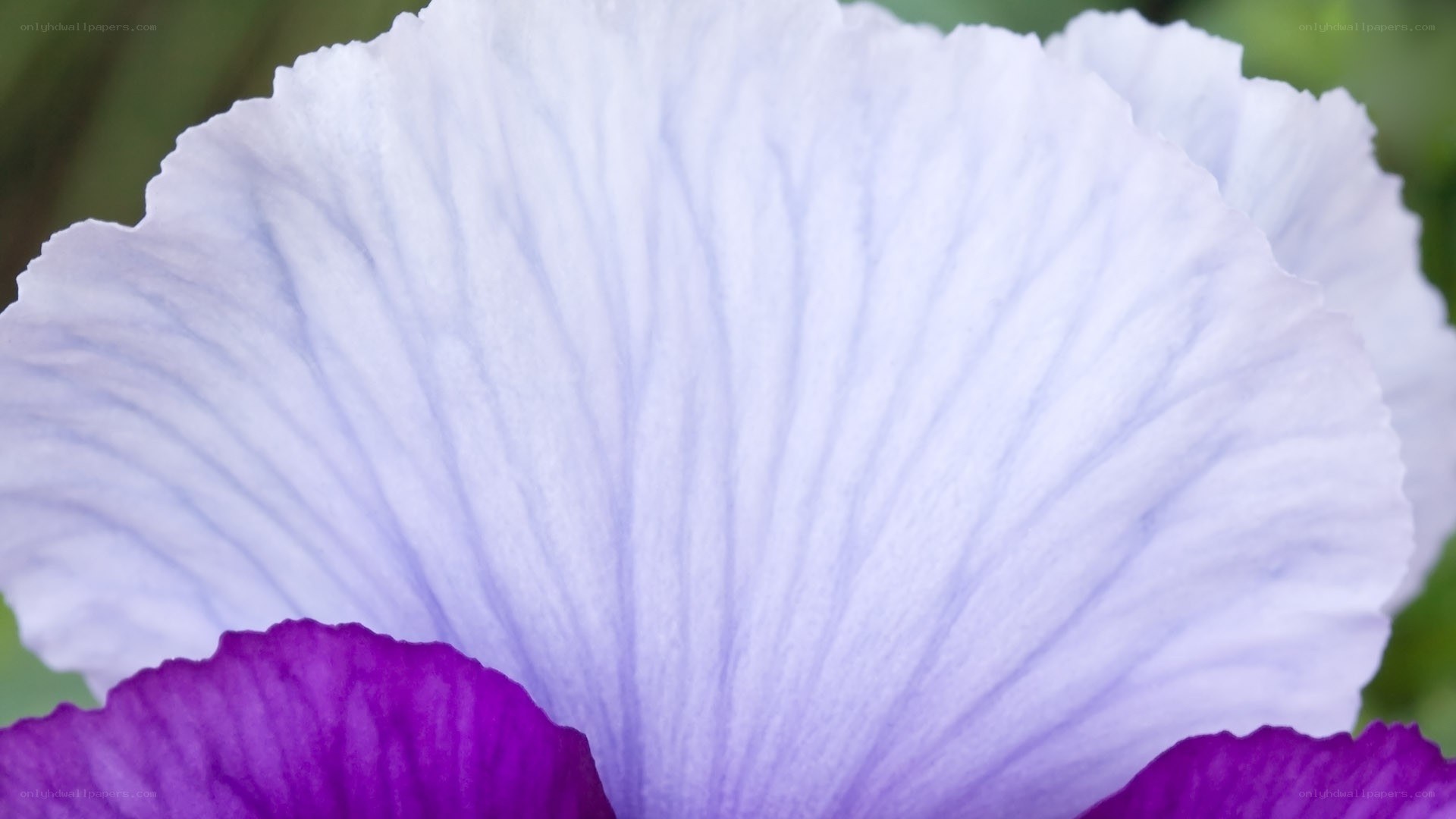 Close-up of a purple iris flower