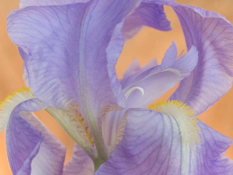 Close-up of a purple iris flower