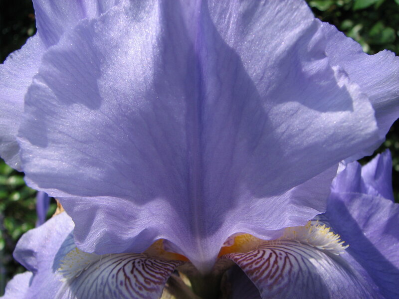 Close-up of a purple iris flower