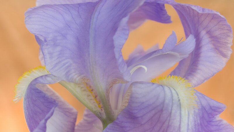 Close-up of a purple iris flower