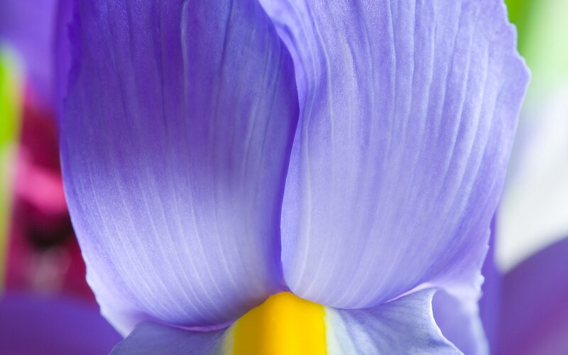 Close-up of a purple iris flower