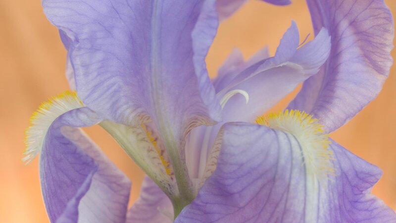 Close-up of a purple iris flower