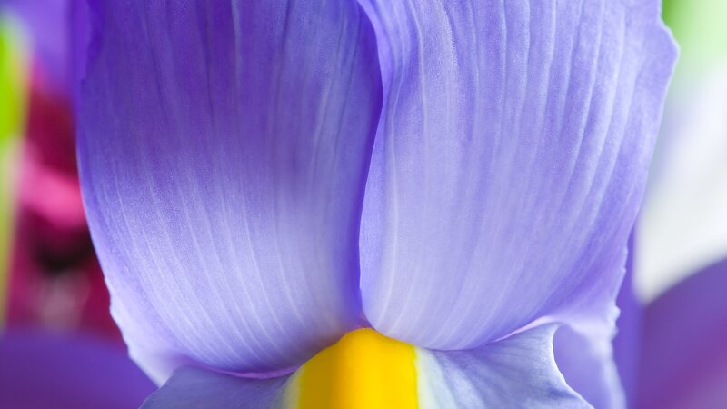 Close-up of a purple iris flower