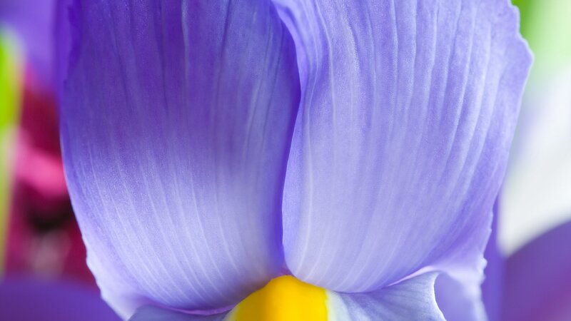 Close-up of a purple iris