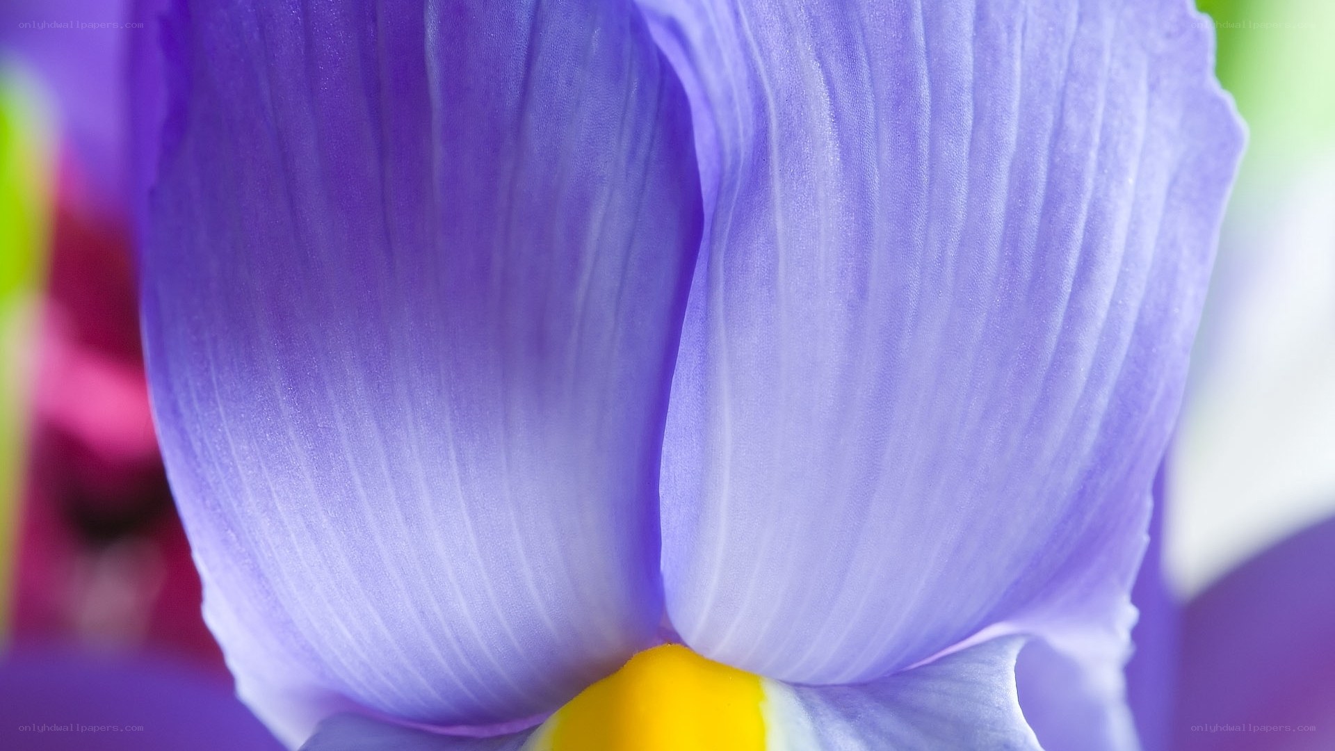 Close-up of a purple iris