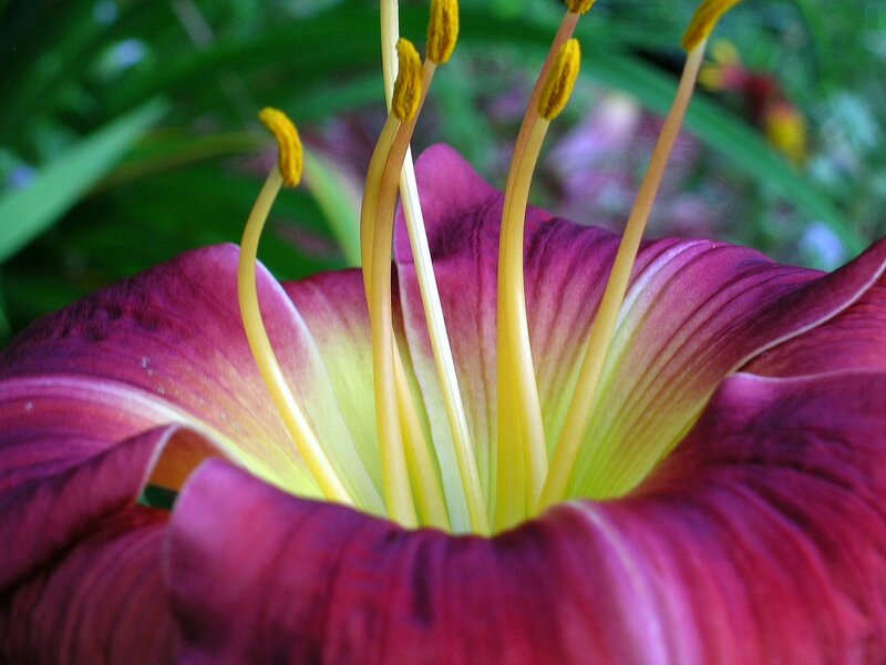 close-up of a purple lily