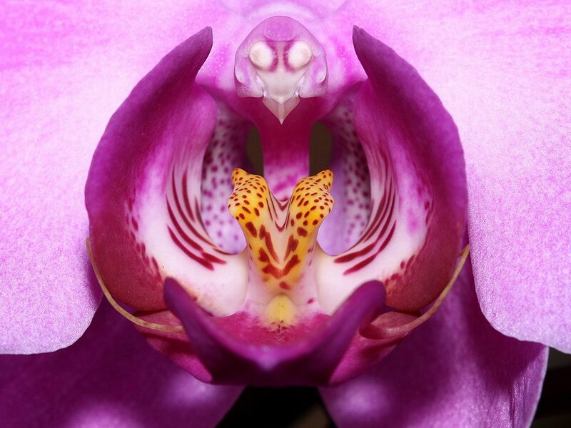 Close-up of a purple orchid