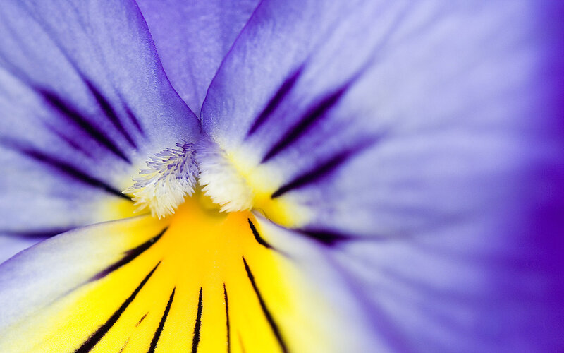 Close-up of a purple pansy