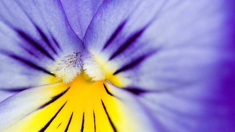 Close-up of a purple pansy