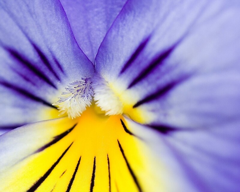 Close-up of a purple pansy