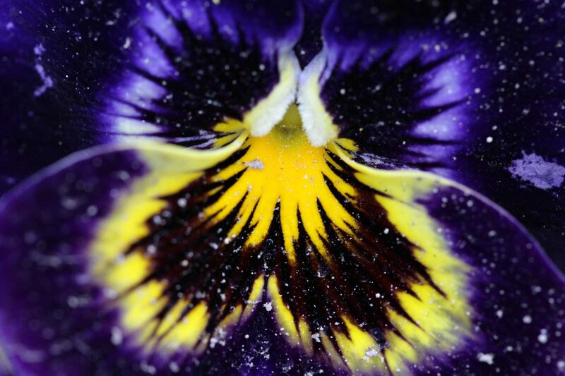 Close-up of a purple pansy