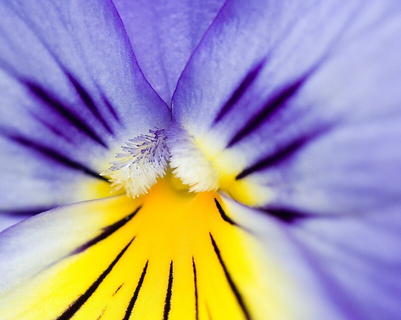 Close-up of a purple pansy