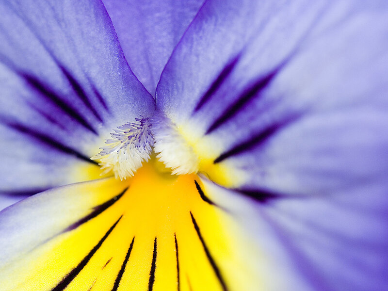 Close-up of a purple pansy