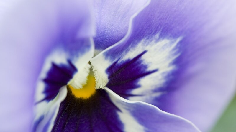 Close-up of a purple pansy