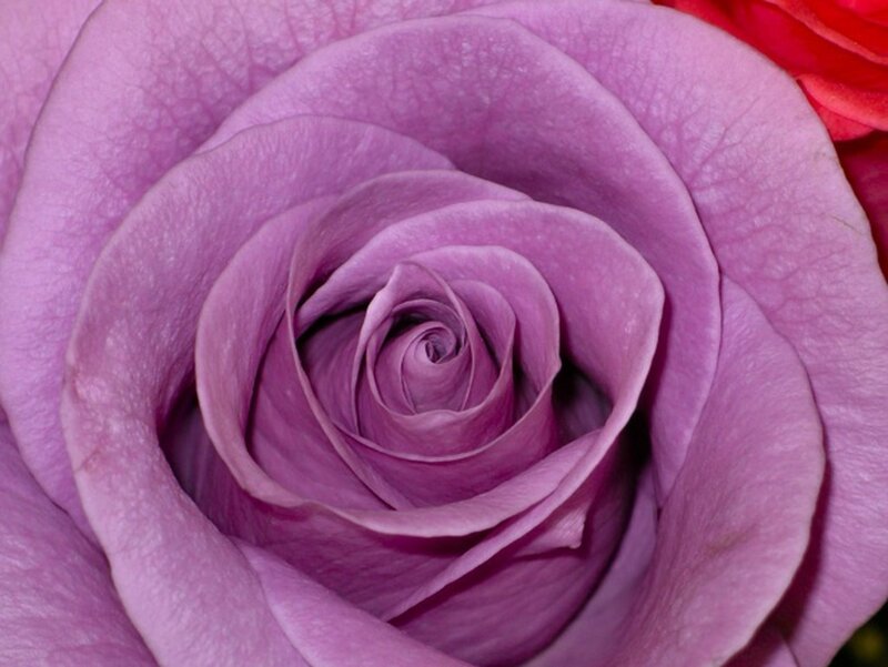 Close-up of a purple rose