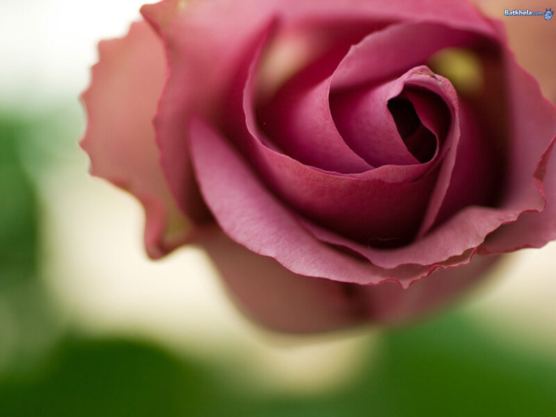 close-up of a purple rose