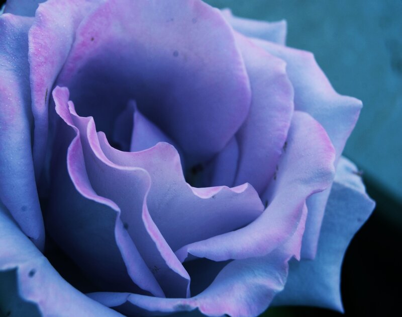 Close-up of a purple rose