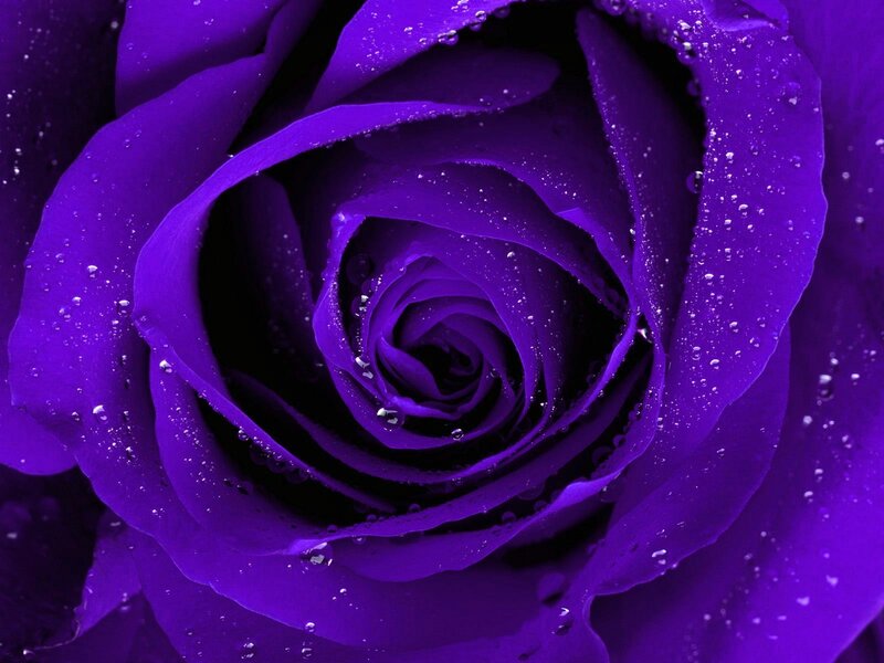 Close-up of a purple rose