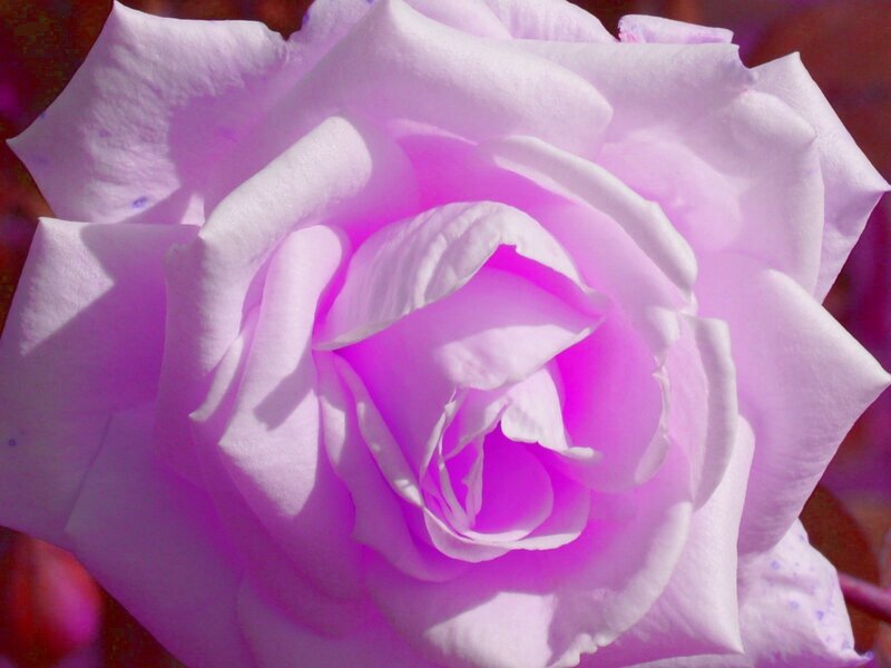 Close-up of a purple rose
