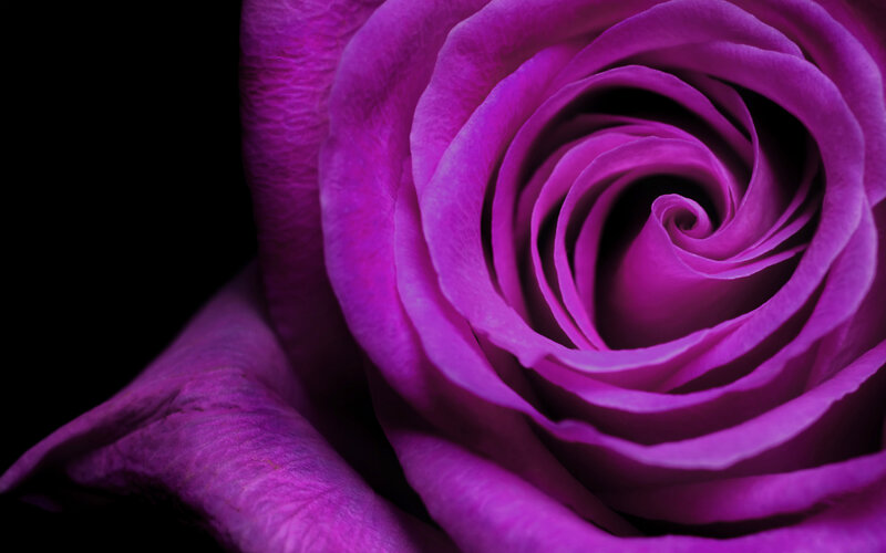Close-up of a purple rose