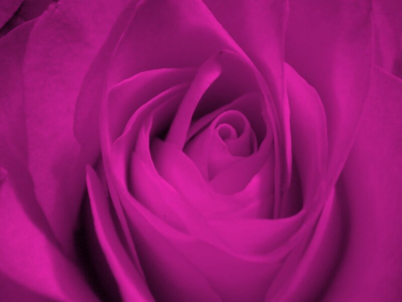 Close-up of a Purple Rose — Calm, Photograph