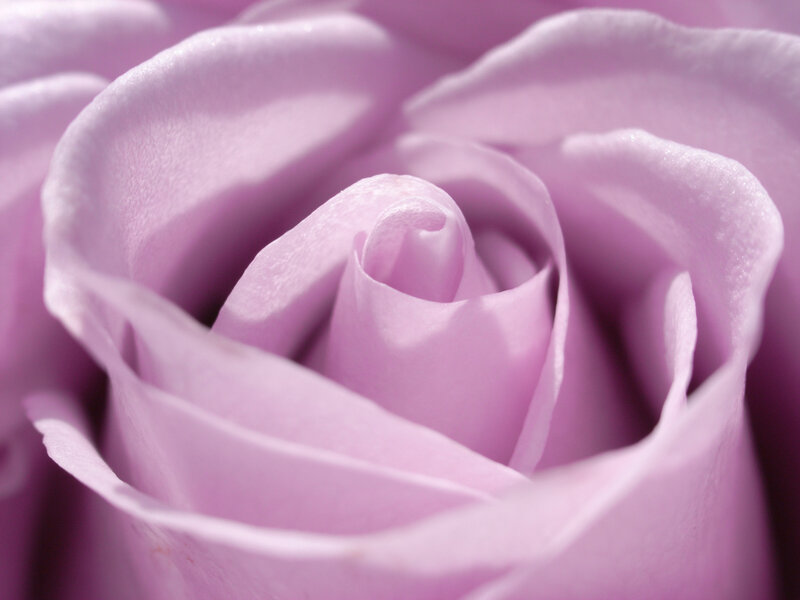 Close-up of a Purple Rose — Calm