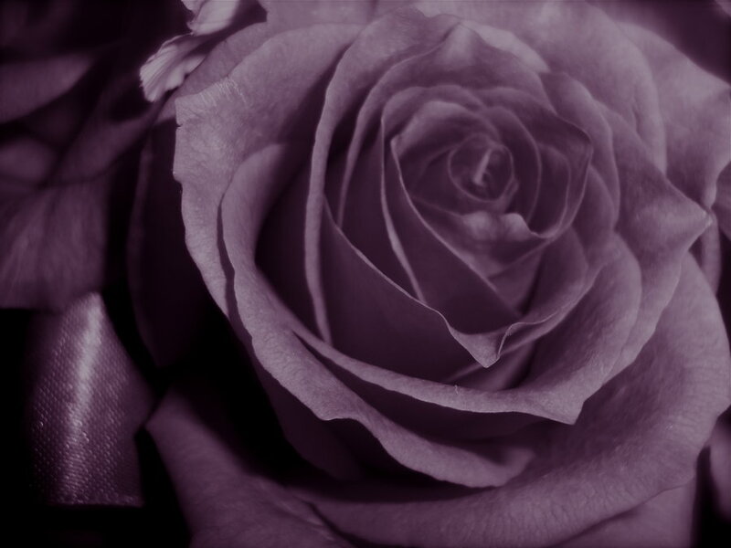 Close-up of a Purple Rose — Dramatic, Photograph