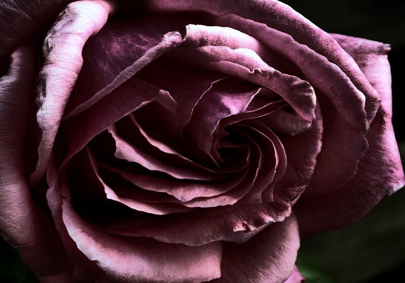 Close-up of a Purple Rose — Dramatic