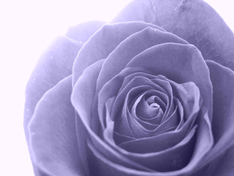Close-up of a Purple Rose — Serene