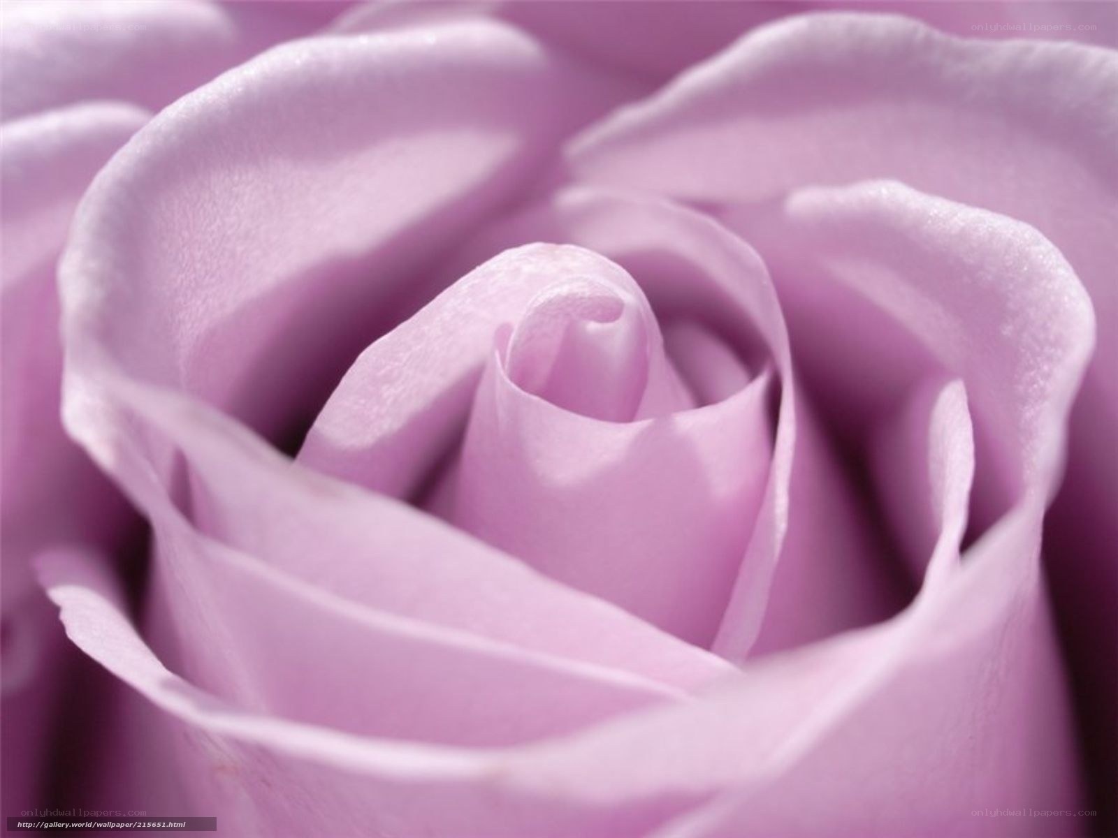 Close-up of a purple rose