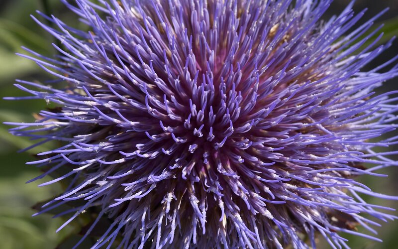 Close-up of a purple thistle