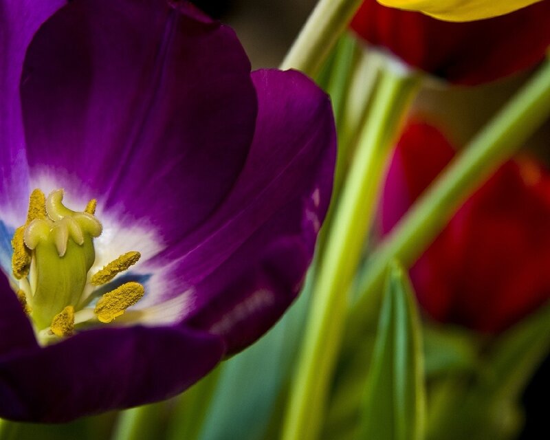 Close-up of a purple tulip