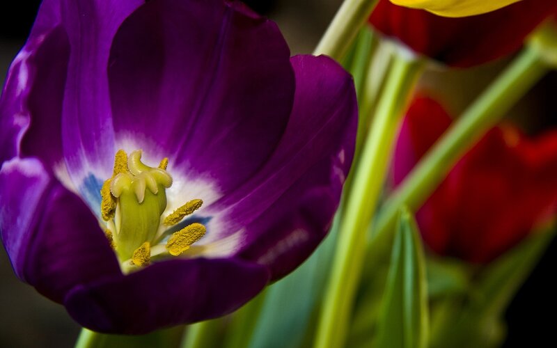 Close-up of a purple tulip