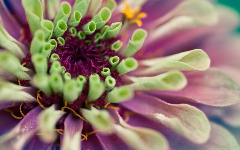 Close-up of a purple zinnia flower