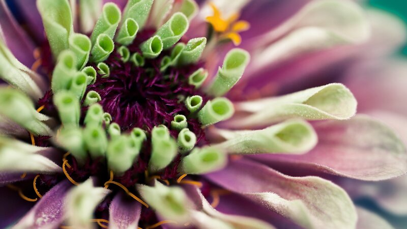 close-up of a purple zinnia flower