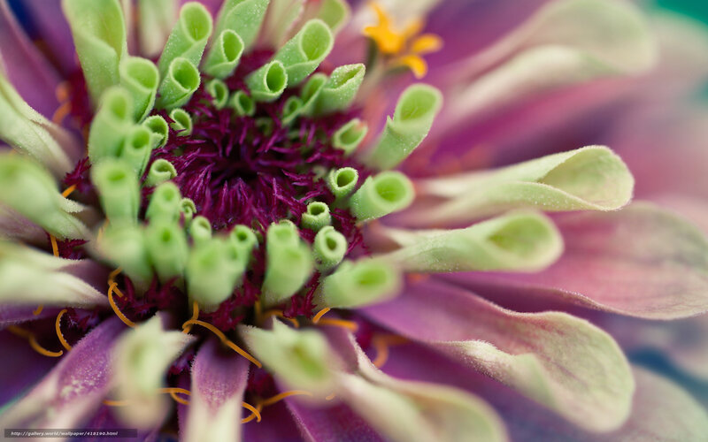 Close-up of a purple zinnia flower