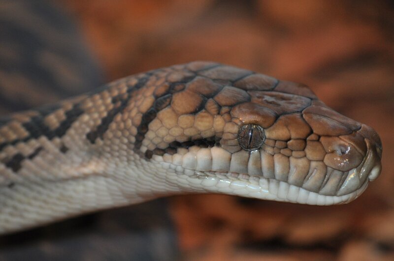 close-up of a python's head
