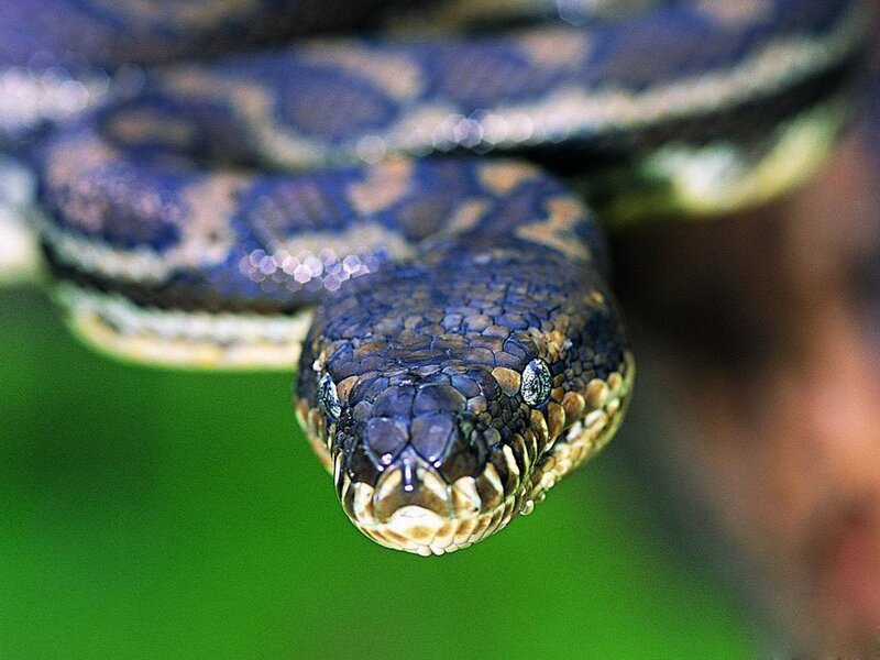 Close-up of a python snake