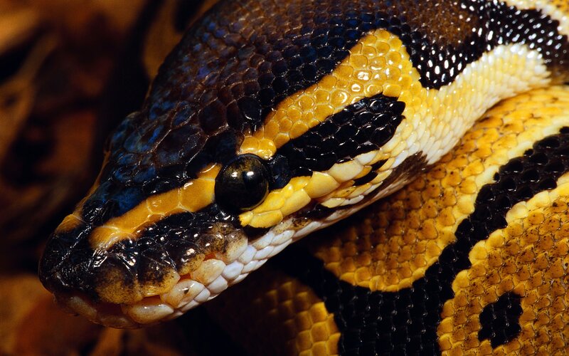 Close-up of a Python