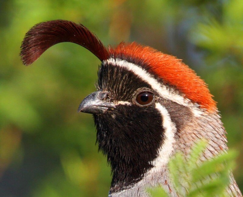 close-up of a quail